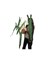 Philodendron Spiritus Sancti Adult