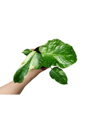 Monstera Electrolight / Electrolyte