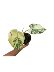 Monstera Thai Creme Brulee