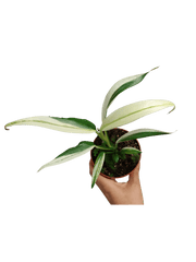 Epipremnum Amplissimum Variegata