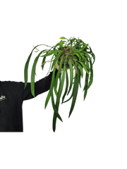 Anthurium Vittarifolium groß