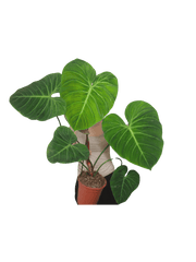 Philodendron El Choco Red groß
