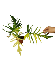 Philodendron Tortum x Florida Beauty Variegata