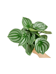 Peperomia Watermelon