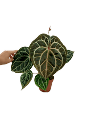 Anthurium Red Crystallinum NSE x Tezula