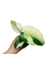 Monstera Jungle Mint