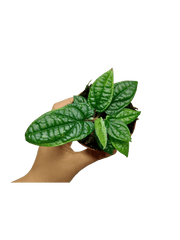 Piper Parmatum