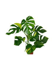 Monstera Aurea