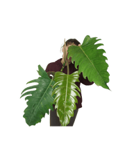 Philodendron Caramel Marble XXL