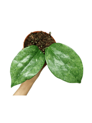 Hoya Rimba Perak