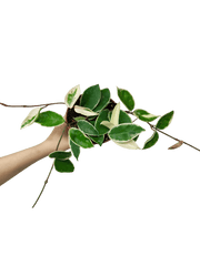 Hoya Carnosa Krimson Queen