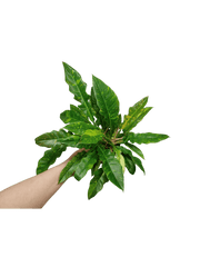 Philodendron Ring of Fire (zum aussuchen)