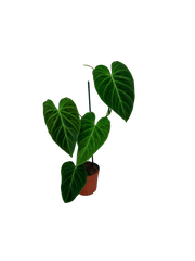 Philodendron Splendid