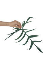 Philodendron Polypodioides Steckling