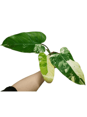 Philodendron Whipple Way