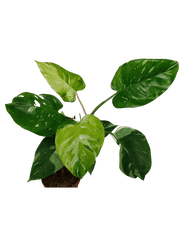 Philodendron White Princess Aurea Tricolor