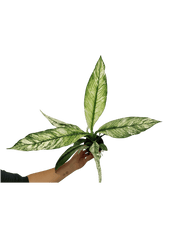 Spathiphyllum Sensation Variegata