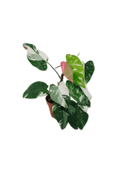 Philodendron White Princess Tricolor