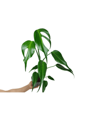 Monstera Burle Marx Flame