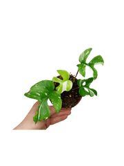 Monstera Minima (Raphidophora Tetrasperma) Thai Constellation