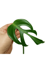 Monstera Burle Marx Flame Steckling Adult