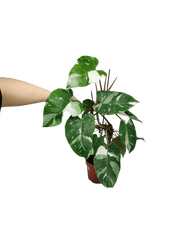 Philodendron White Princess