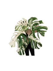 Monstera Variegata Adult