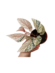 Begonia Snowcap Variegata