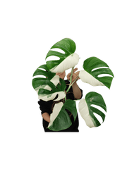 Monstera Variegata Halfmoon