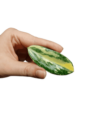 Zamioculcas Zamiifolia Variegata