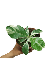 Ficus Lyrata Variegata