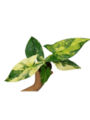 Syngonium Aurea