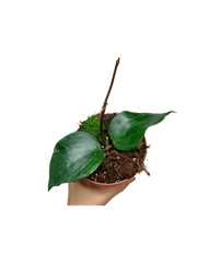 Hoya Latifolia Green