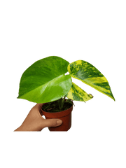 Monstera Aurea Yellow Marilyn