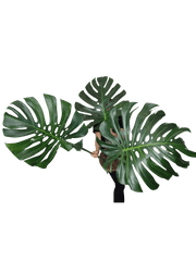 Monstera Green on Green XXL