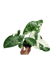 Alocasia Macrorrhiza Variegata