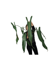 Philodendron Spiritus Sancti Adult