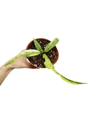 Anthurium Vittarifolium Variegata