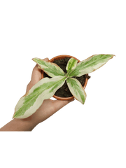 Nepenthes Viking x Ampullaria Variegata