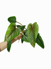Philodendron Serpens