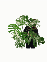 Monstera Variegata Adult
