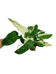 Philodendron Jose Buono