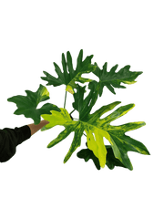 Thaumatophyllum Williamsii Variegata