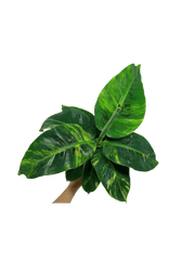 Musa Aurea