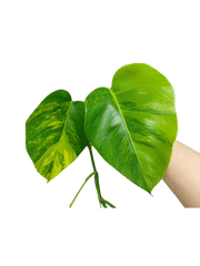 Monstera Aurea Stecklinge
