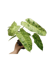 Philodendron Paraiso Verde