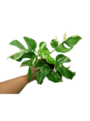 Monstera Minima (Raphidophora Tetrasperma) Thai Constellation