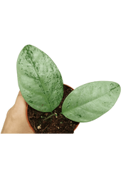 Hoya Coriacea Silver