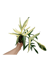 Philodendron Polypodiodes Variegata