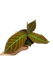 Labisia Gigantifolia